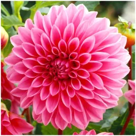 dalia-dekoracyjna-rozowa-lucky-number-sadzonki-bulwy-3-szt-gratis