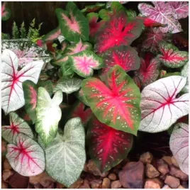 kaladium-ogrodowe-caladium-mix-odmian-sadzonki-bulwy-3-szt-gratis