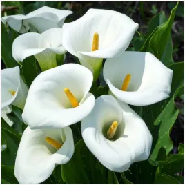 kalia-calla-zantedeschia-biala-captain-kelso-cebulki-1-szt-gratis