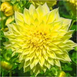 dalia-talerzowa-zolta-kelvin-floodlight-sadzonki-bulwy-3-szt-gratis