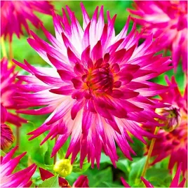 dalia-kaktusowa-dutch-explosion-sadzonki-bulwy-1-szt-gratis