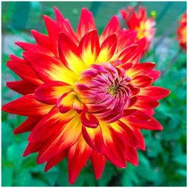 dalia-dekoracyjna-dwukolorowa-karma-bon-bini-sadzonki-bulwy-1-szt-gratis