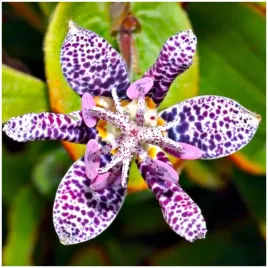 lilia-zabia-tricyrtis-macropada-trojsklepka-sadzonki-klacza-1-szt-gratis