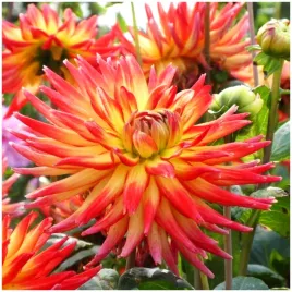 dalia-dekoracyjna-dwukolorowa-karma-bon-bini-sadzonki-bulwy-1-szt-gratis