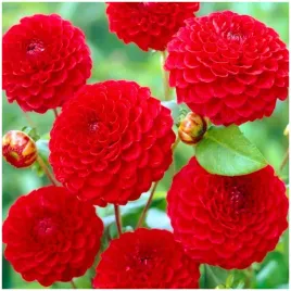 dalia-pomponowa-nescio-sadzonki-bulwy-1-szt-gratis