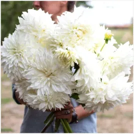 dalia-talerzowa-fluerel-biala-sadzonki-bulwy-1-szt-gratis