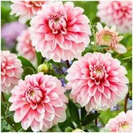 dalia-dekoracyjna-rozowa-strawberry-cream-sadzonki-bulwy-1-szt-gratis