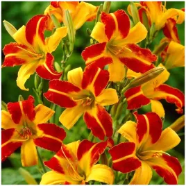 liliowiec-hemerocallis-frans-hals-dwubarwny-sadzonki-klacza-1-szt-gratis