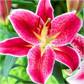 lilia-drzewiasta-rozowa-stargazer-3-cebulki-gratis