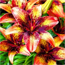 lilia-azjatycka-tribal-dance-cebulki-1-szt-gratis