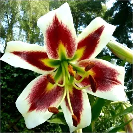 lilia-drzewiasta-beverly-dreams-cebulki-1-szt-gratis