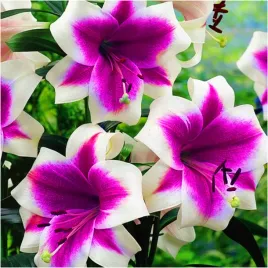 lilia-drzewiasta-triumphator-cebulki-1-szt-gratis