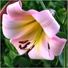 lilia-drzewiasta-eastern-moon-cebulki-1-szt-gratis