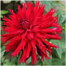 dalia-kaktusowa-czerwona-apache-sadzonki-bulwy-1-szt-gratis