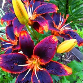 lilia-azjatycka-forever-susan-cebulki-3-szt-gratis