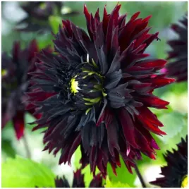 dalia-dekoracyjna-black-touch-sadzonki-bulwy-1-szt-gratis