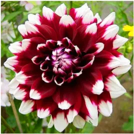 dalia-dekoracyjna-dwukolorowa-duet-sadzonki-bulwy-1-szt-gratis