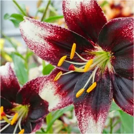 lilia-drzewiasta-netty-s-pride-cebulki-1-szt-gratis