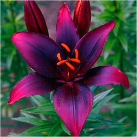 lilia-drzewiasta-winna-czarna-cebulki-1-szt-gratis