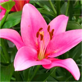 lilia-drzewiasta-rozowa-pink-cebulki-3-szt-gratis