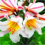 lilia-krolewska-regale-biala-cebulki-1-szt-gratis