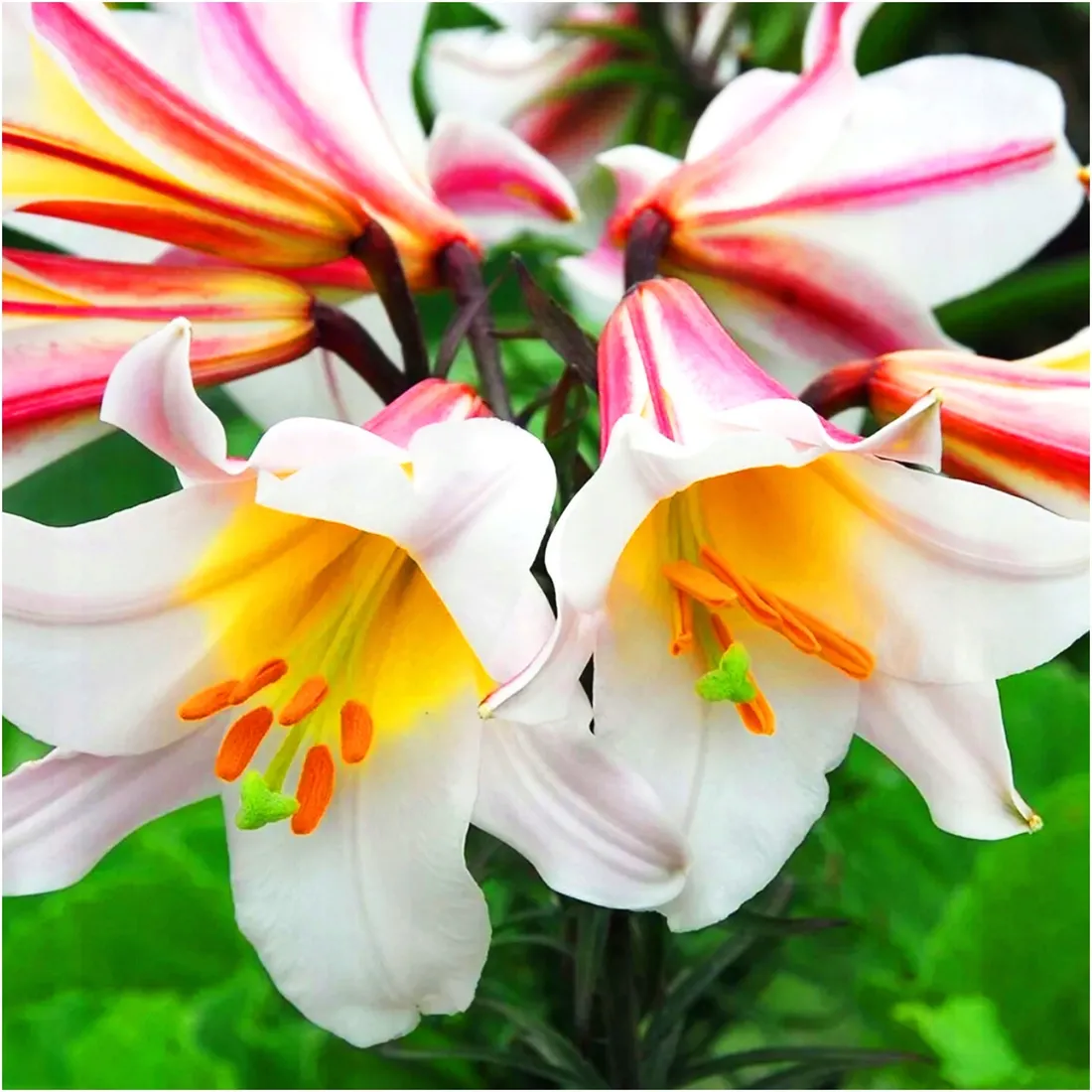 lilia-krolewska-regale-biala-cebulki-1-szt-gratis-czas-sadzenia-sadzone-jesienia-sadzone-wiosna