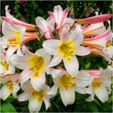 lilia-krolewska-regale-biala-cebulki-1-szt-gratis-czas-sadzenia-sadzone-jesienia-sadzone-wiosna