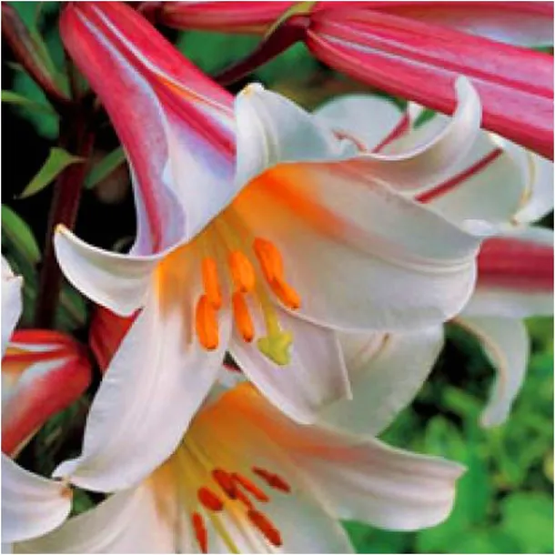 lilia-krolewska-regale-biala-cebulki-1-szt-gratis-rodzaj-rosliny-lilia