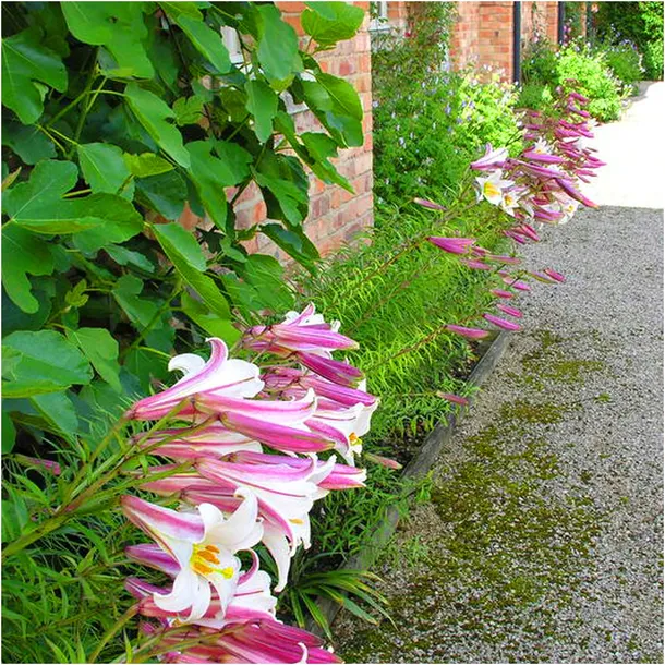 lilia-krolewska-regale-biala-cebulki-1-szt-gratis-styl-ogrod-japonski-ogrod-nowoczesny-ogrod-skalny-ogrod-srodziemnomorski-ogrod-wiejski