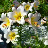 lilia-krolewska-regale-biala-cebulki-1-szt-gratis-stan-opakowania-oryginalne