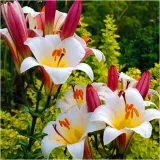 lilia-krolewska-regale-biala-cebulki-1-szt-gratis-cykl-rozwojowy-rosliny-wieloletnia