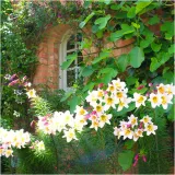 lilia-krolewska-regale-biala-cebulki-1-szt-gratis-kod-producenta-lilia-krolewska-regale-biala-cebulki