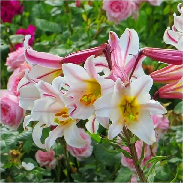 lilia-krolewska-regale-biala-cebulki-1-szt-gratis-liczba-sztuk-w-opakowaniu-1