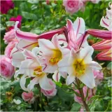 lilia-krolewska-regale-biala-cebulki-1-szt-gratis-liczba-sztuk-w-opakowaniu-1