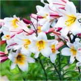 lilia-krolewska-regale-biala-cebulki-1-szt-gratis-cechy-charakterystyczne-lubiace-slonce-proste-w-pielegnacji-przyjazne-dla-zwierzat-rzadko-spotykane