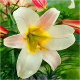 lilia-krolewska-regale-biala-cebulki-1-szt-gratis-nazwa-lacinska-lilium