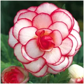 begonia-dwukolorowa-rozowa-biala-picotee-white-sadzonki-bulwy-3szt-gratis