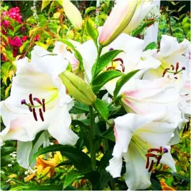 lilia-drzewiasta-biala-white-cebulki-3-szt-gratis