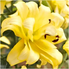 lilia-pelna-exotic-sun-cebulki-1-szt-gratis