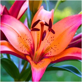 lilia-azjatycka-royal-sunset-cebulki-1-szt-gratis