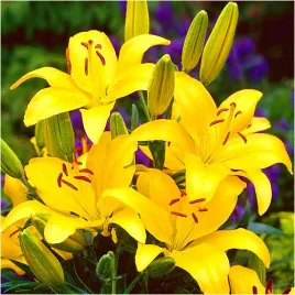 lilia-drzewiasta-zolta-yellow-1-cebulka-gratis