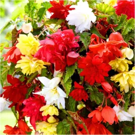 begonia-zwisajaca-pendula-mix-sadzonki-bulwy-6-szt-gratis