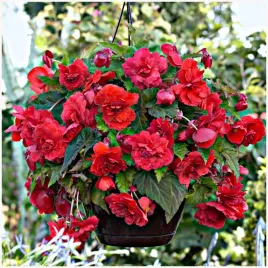 begonia-zwisajaca-pendula-czerwona-sadzonki-bulwy-1-szt-gratis