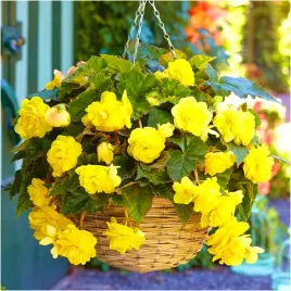 begonia-zwisajaca-pendula-zolta-sadzonki-bulwy-3-szt-gratis