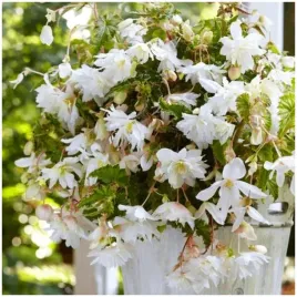begonia-zwisajaca-pendula-biala-sadzonki-bulwy-1-szt-gratis