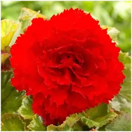 begonia-strzepiasta-fimbriata-red-czerwona-sadzonki-bulwy-3-szt-gratis