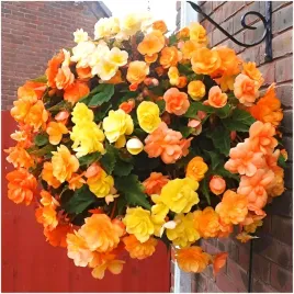 begonia-zwisajaca-pendula-pomaranczowa-sadzonki-bulwy-3-szt-gratis