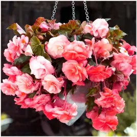 begonia-zwisajaca-pendula-rozowa-sadzonki-bulwy-1-szt-gratis