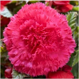begonia-strzepiasta-fimbriata-rozowa-pink-sadzonki-bulwy-1-szt-gratis