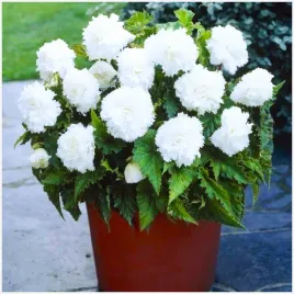 begonia-strzepiasta-fimbriata-white-biala-sadzonki-bulwy-1-szt-gratis